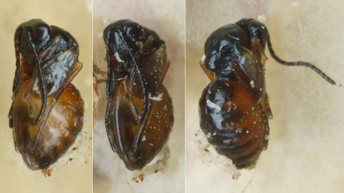Réf. 195 740 : Aulacidea hieracii